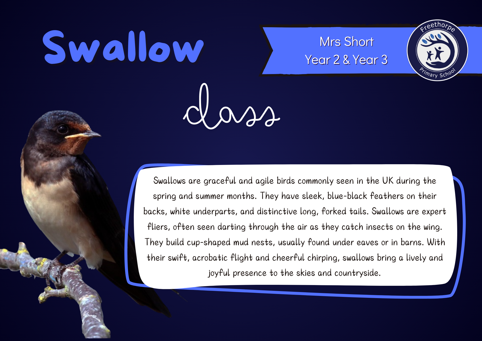 Swallow Class (4)