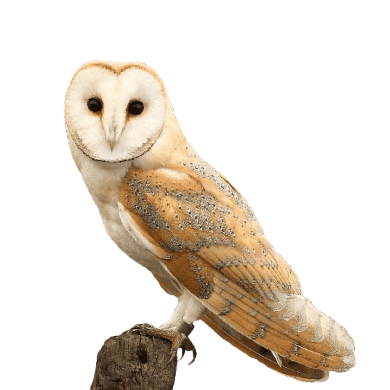 Barn Owl (3)