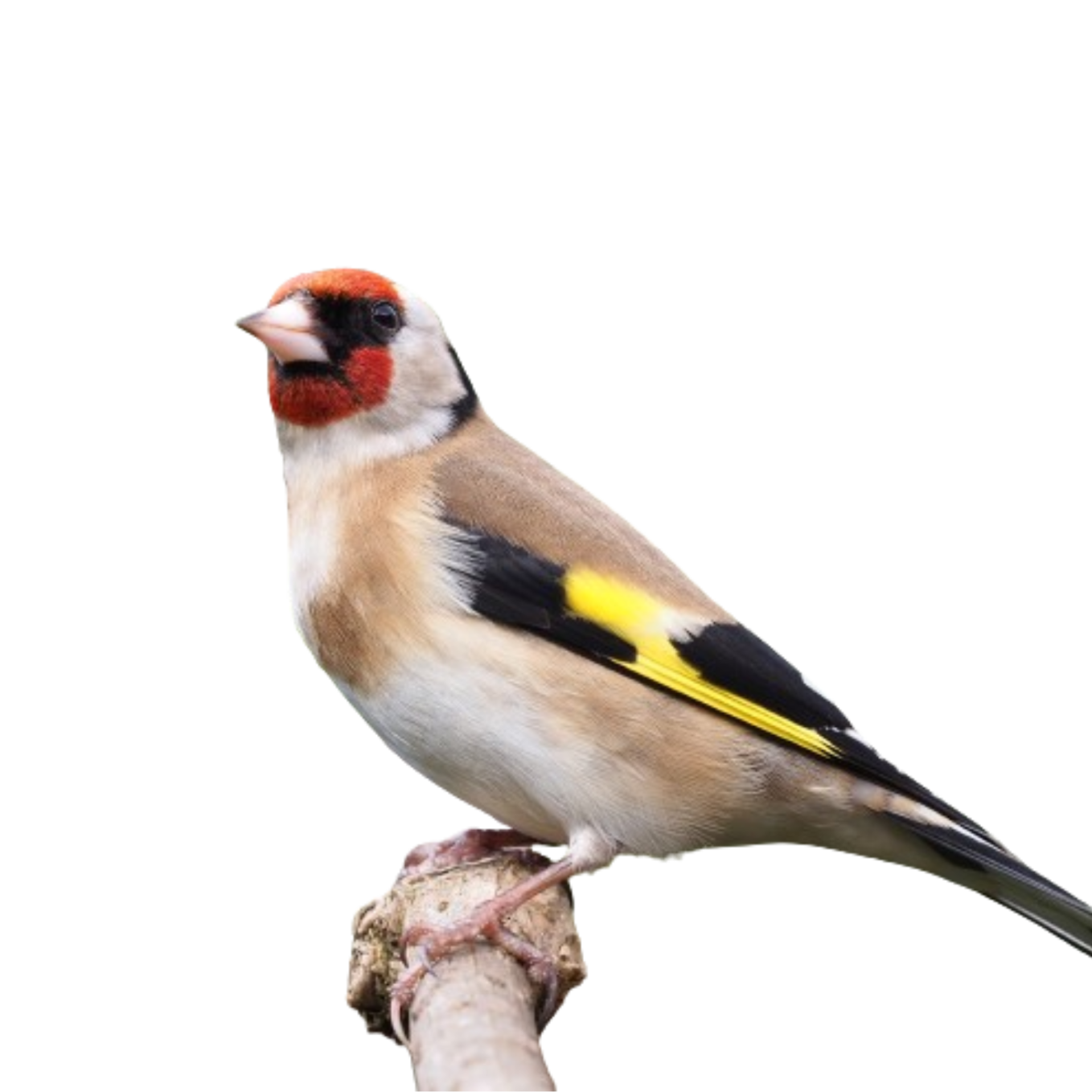 Goldfinch (2)